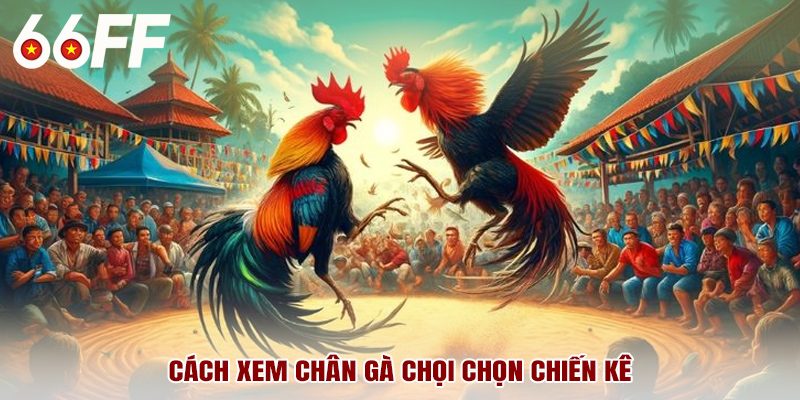 Cách xem chân gà chọi chọn chiến kê