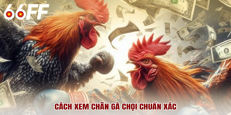 Cách xem chân gà chọi chuẩn xác