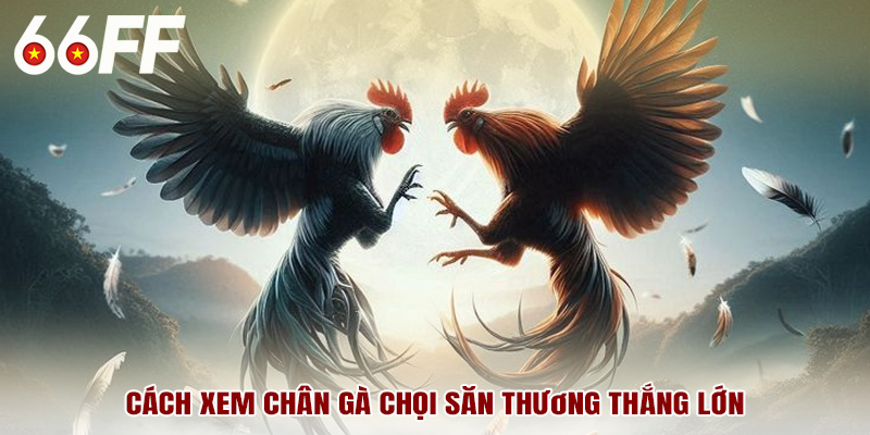 Cách xem chân gà chọi săn thưởng thắng lớn