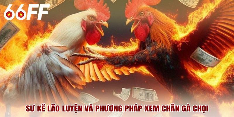 Sư kê lão luyện và phương pháp xem chân gà chọi
